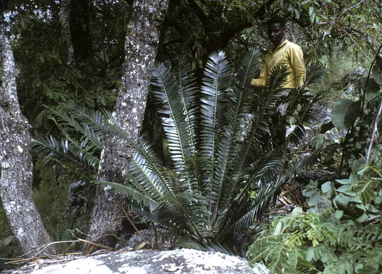 Encephalartos manikensis