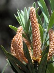 Podocarpus latifolius