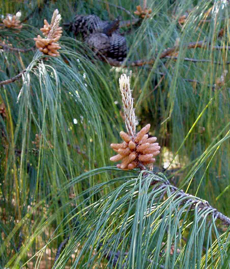 Pinus patula
