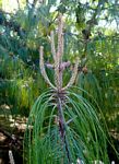 Pinus patula