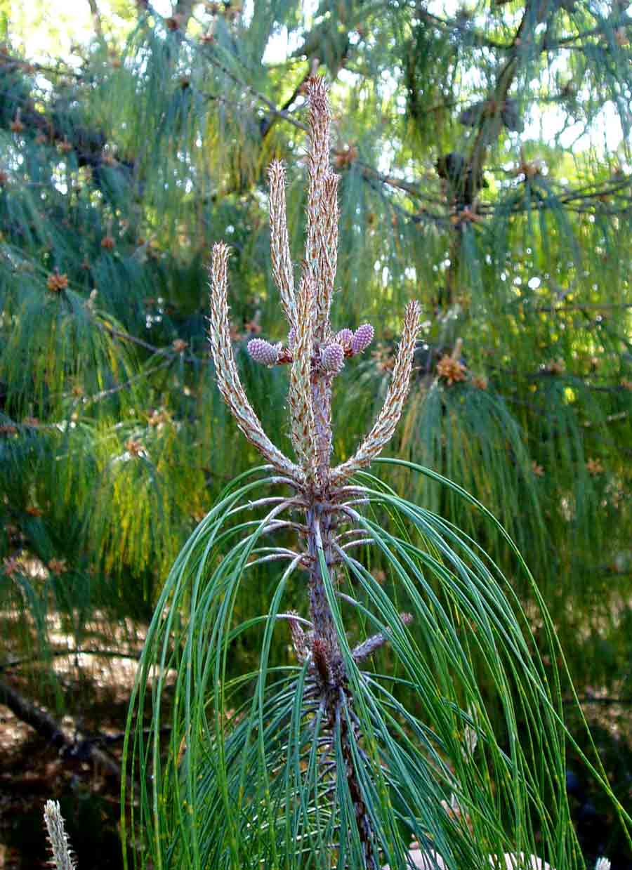 Pinus patula