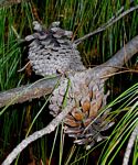 Pinus patula
