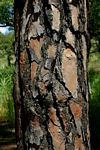 Pinus roxburghii