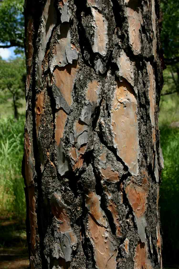 Pinus roxburghii