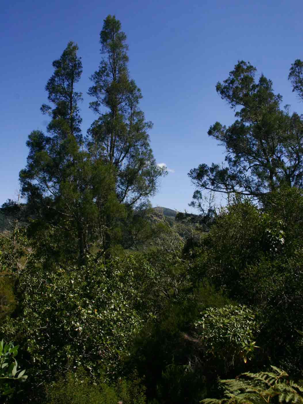 Widdringtonia nodiflora
