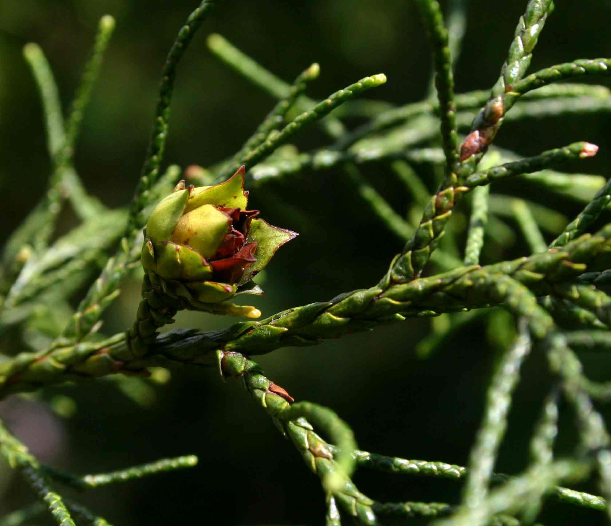 Widdringtonia nodiflora