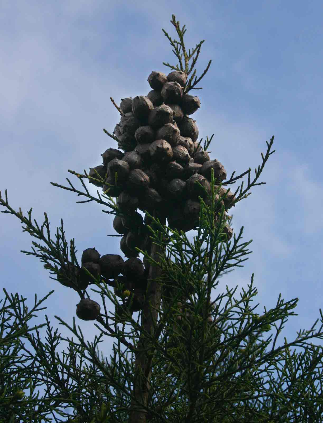 Widdringtonia nodiflora