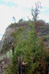 Widdringtonia nodiflora