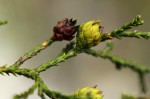 Widdringtonia nodiflora