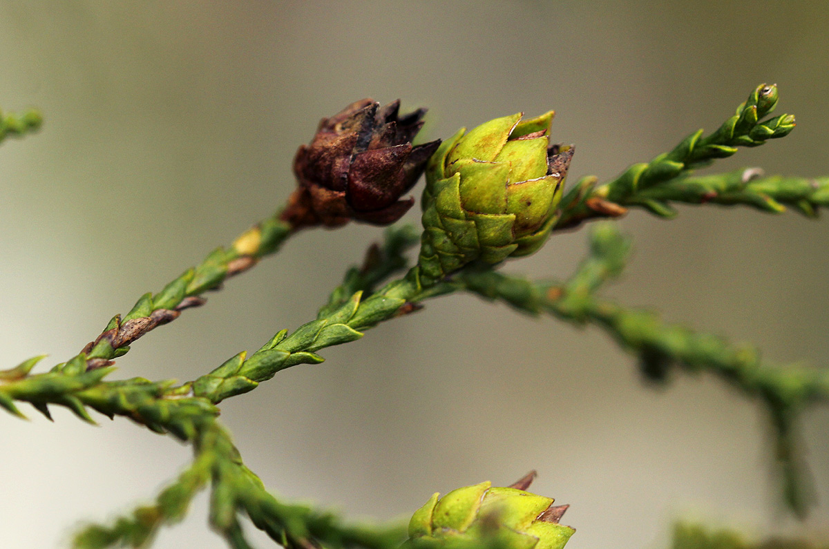 Widdringtonia nodiflora