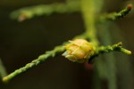 Widdringtonia nodiflora