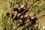 Widdringtonia nodiflora