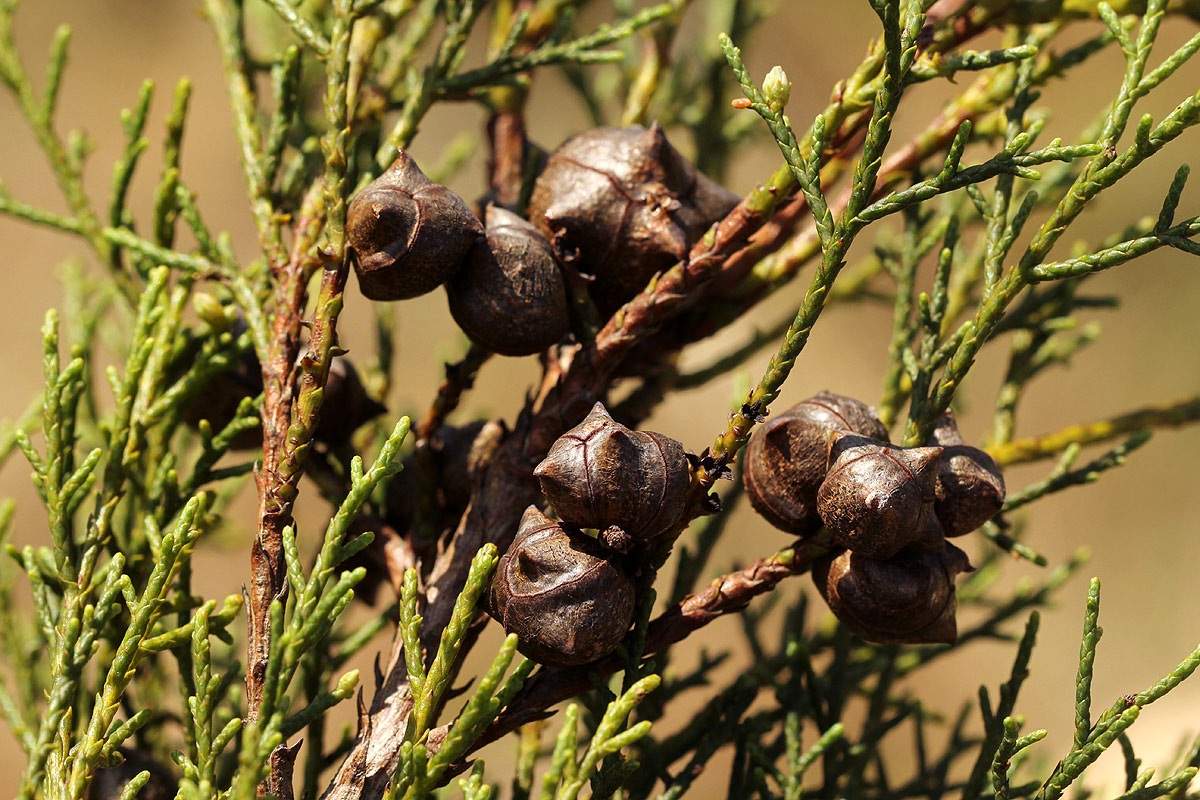Widdringtonia nodiflora