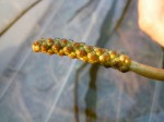 Potamogeton schweinfurthii