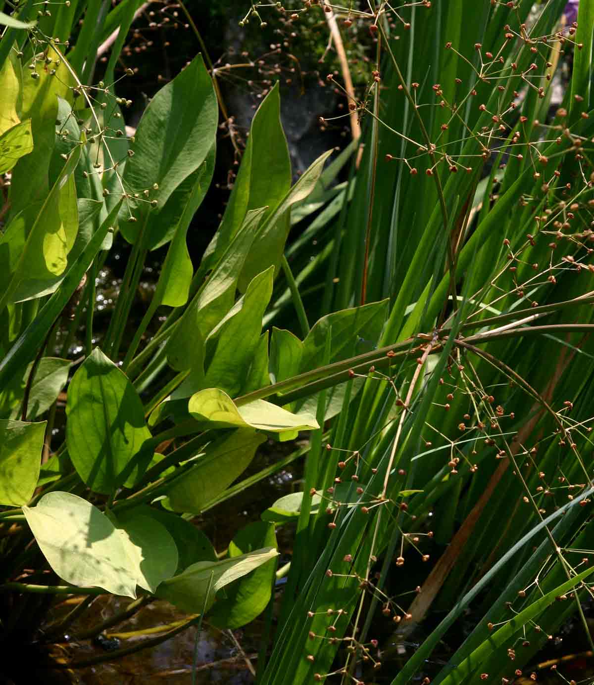 Alisma plantago-aquatica Alisma plantago-aquatica