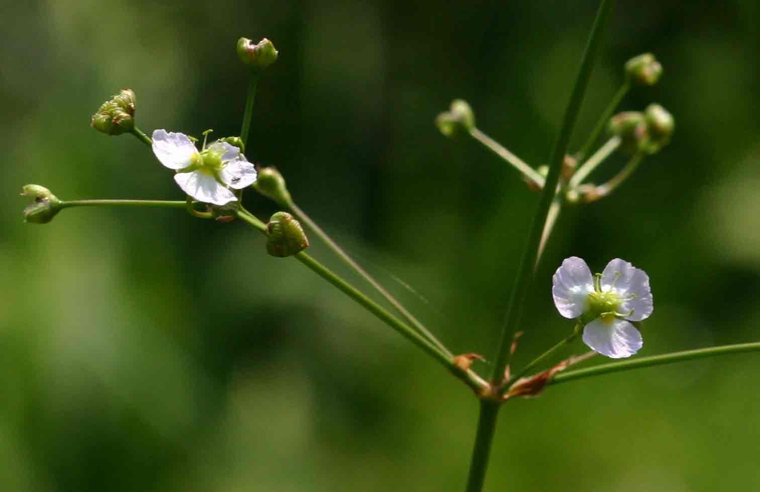 Alisma plantago-aquatica Alisma plantago-aquatica