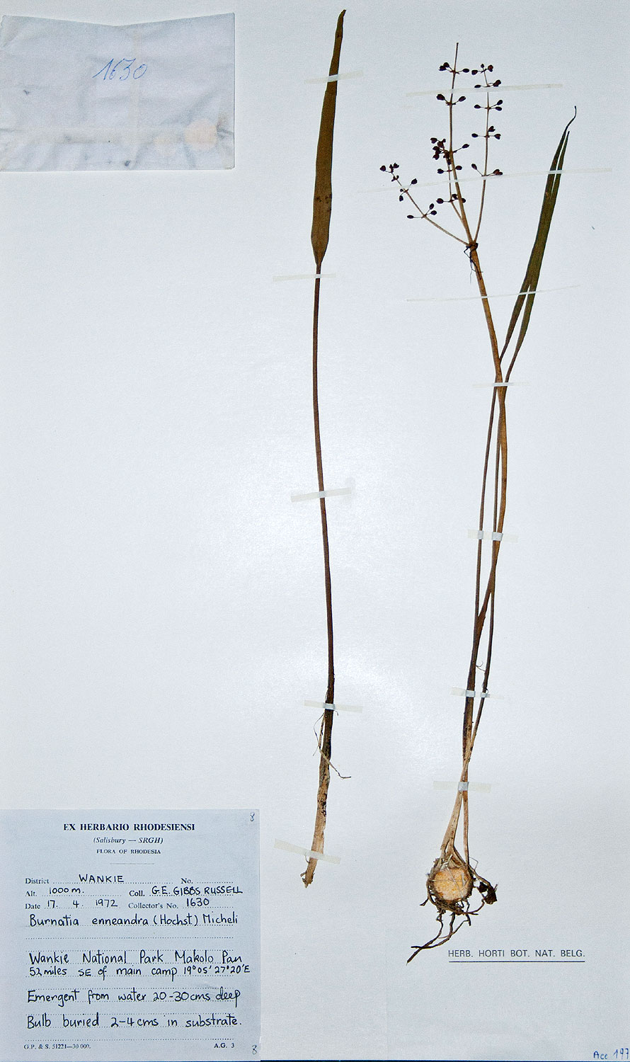 Burnatia enneandra
