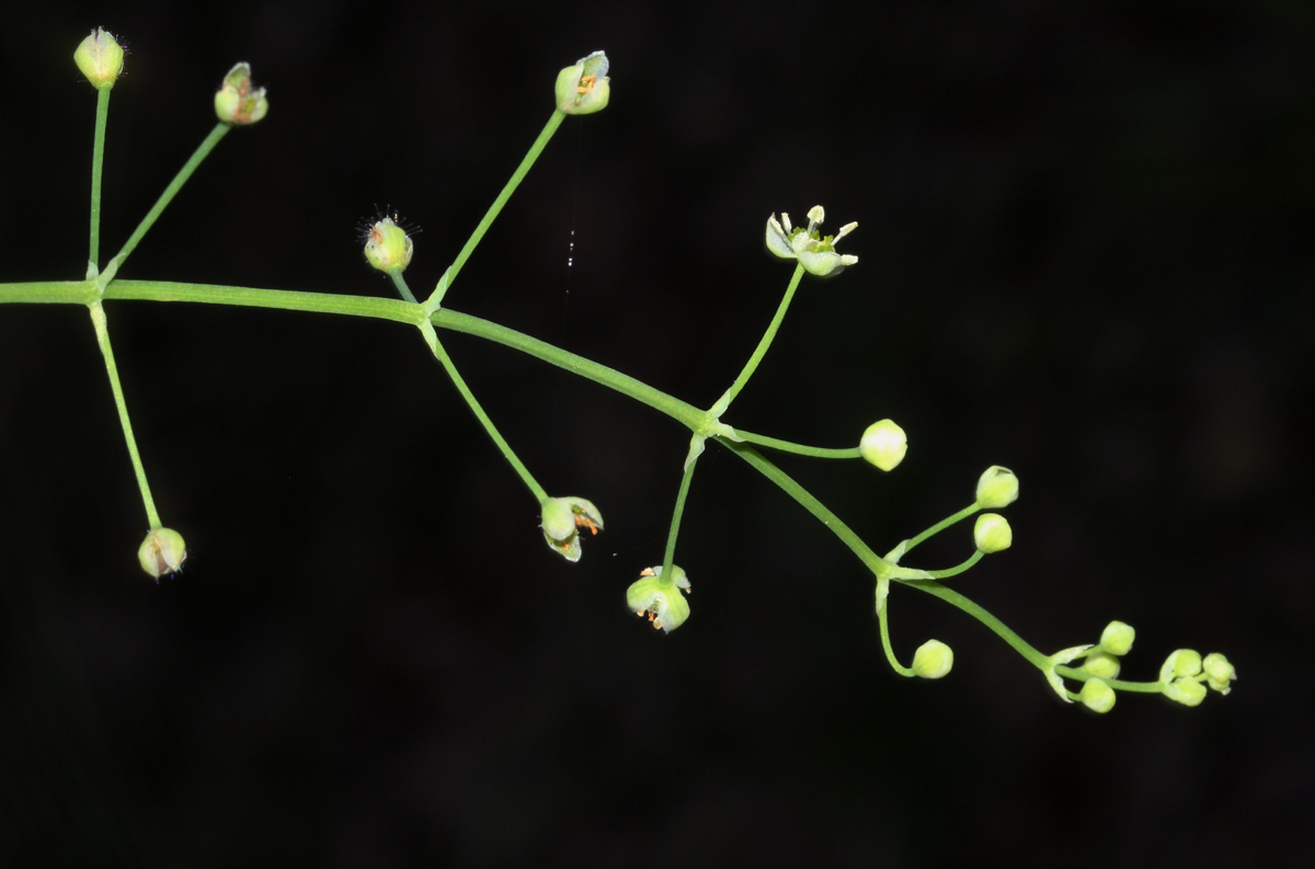 Burnatia enneandra