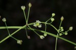 Burnatia enneandra