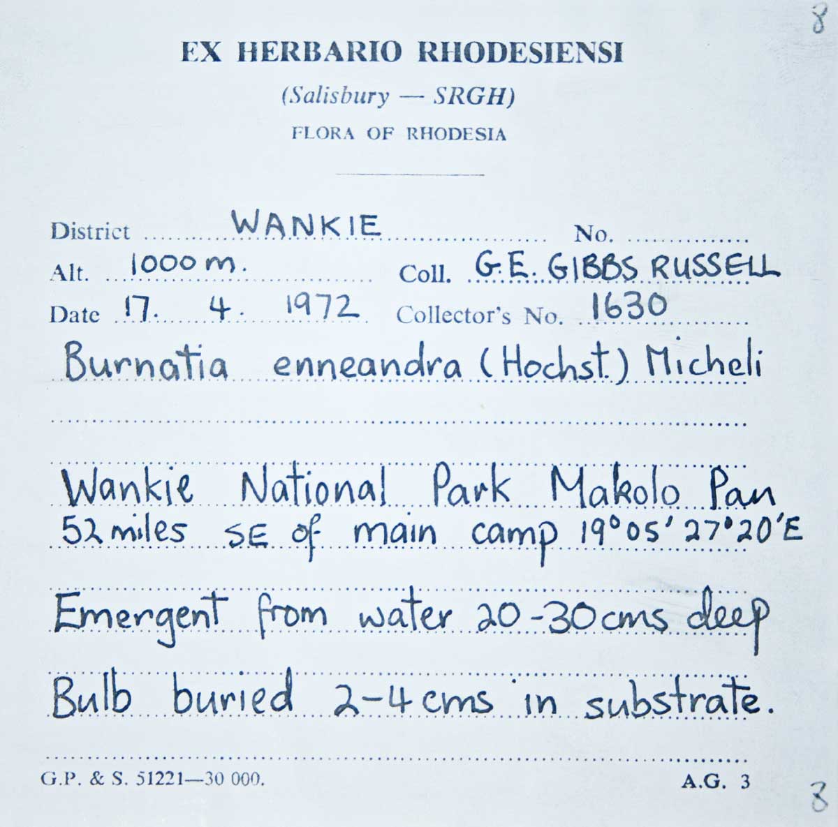 Burnatia enneandra