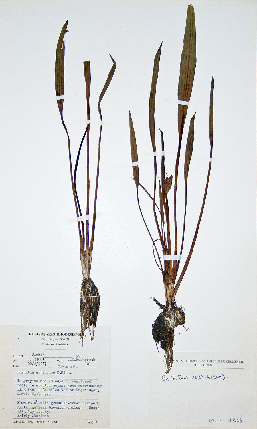 Burnatia enneandra