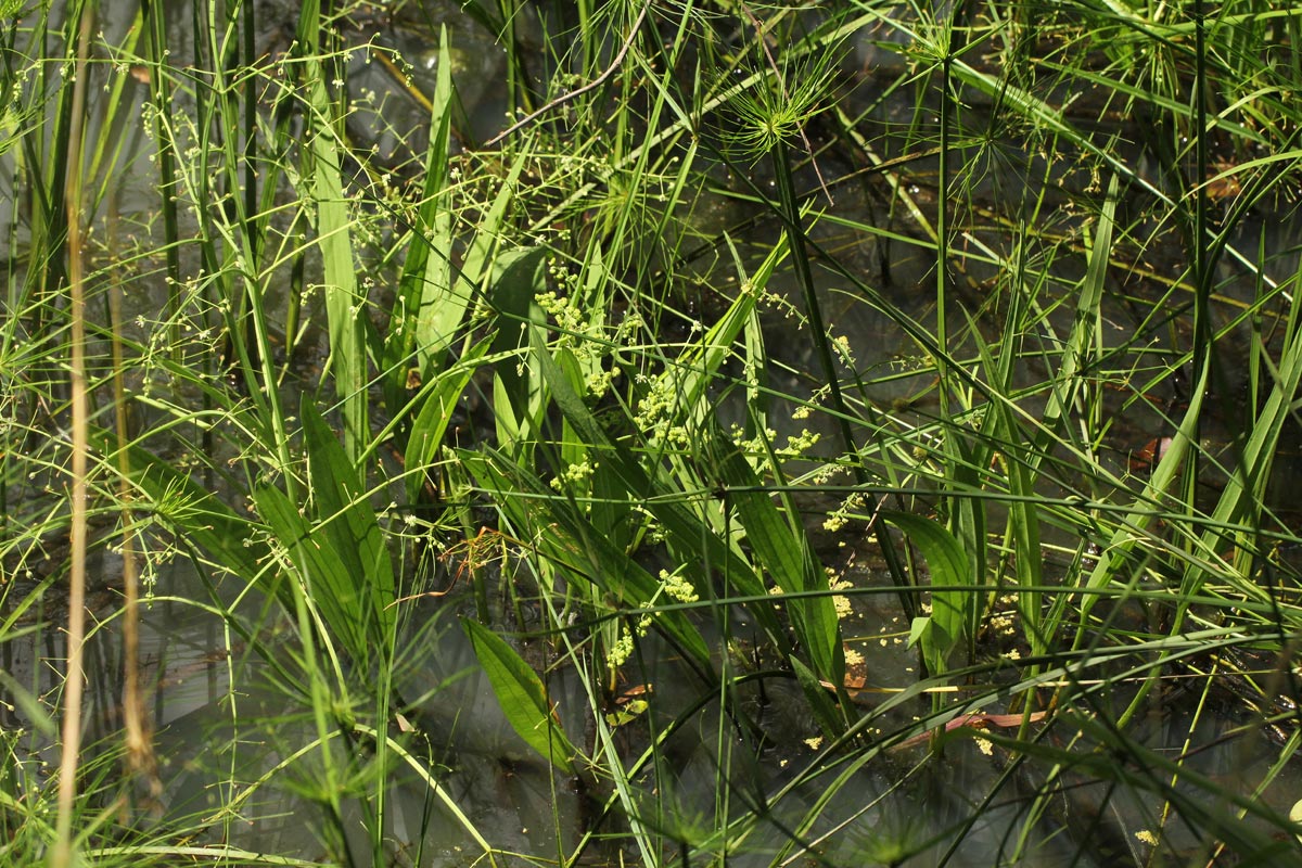 Burnatia enneandra
