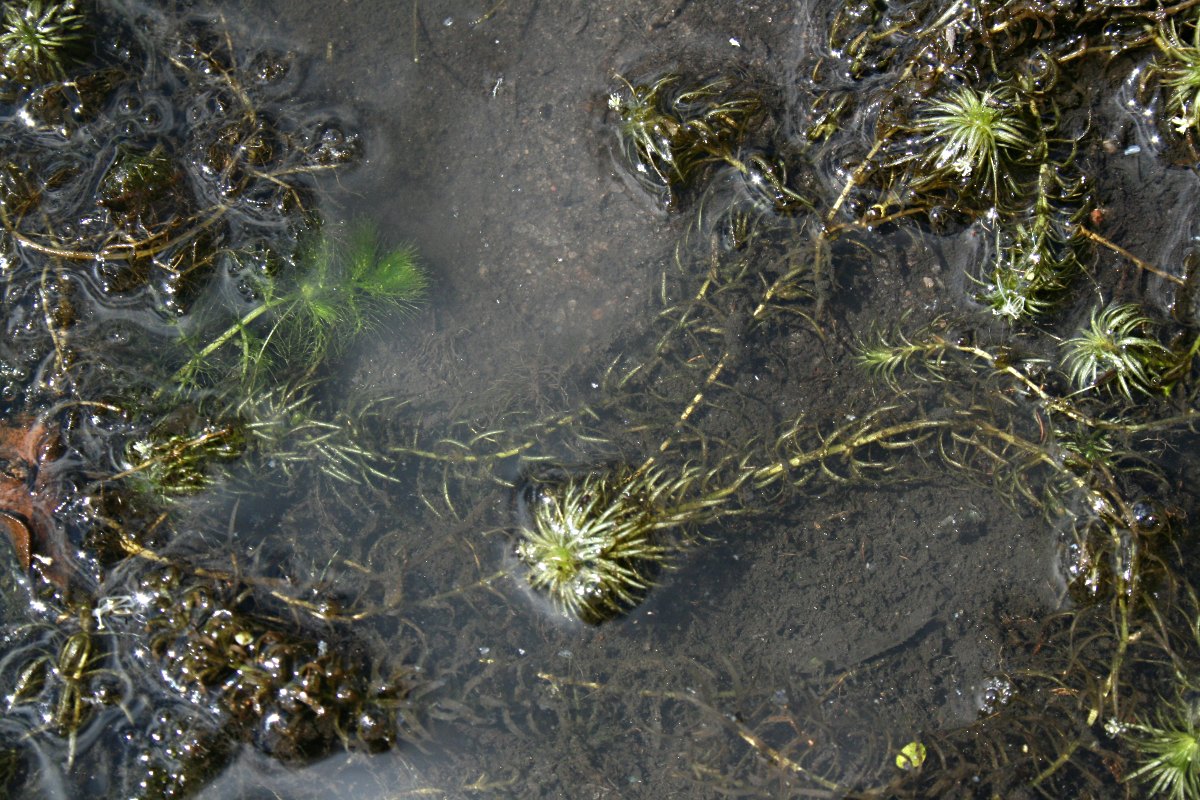Lagarosiphon verticillifolius