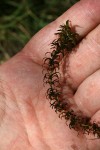 Lagarosiphon verticillifolius