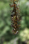 Lagarosiphon verticillifolius