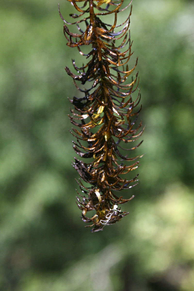 Lagarosiphon verticillifolius