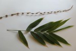 Oreobambos buchwaldii