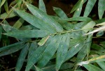 Oxytenanthera abyssinica