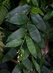 Olyra latifolia