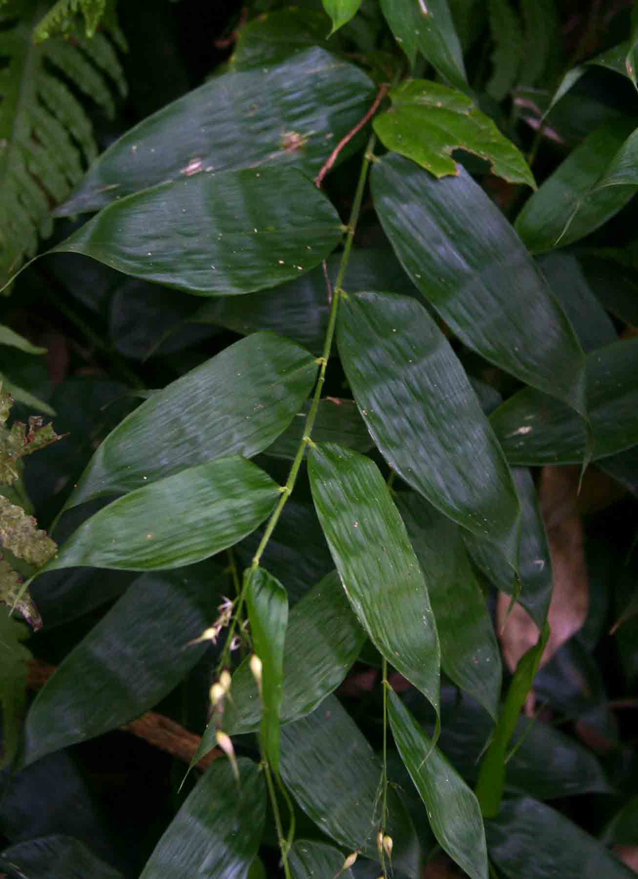 Olyra latifolia