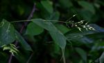 Olyra latifolia