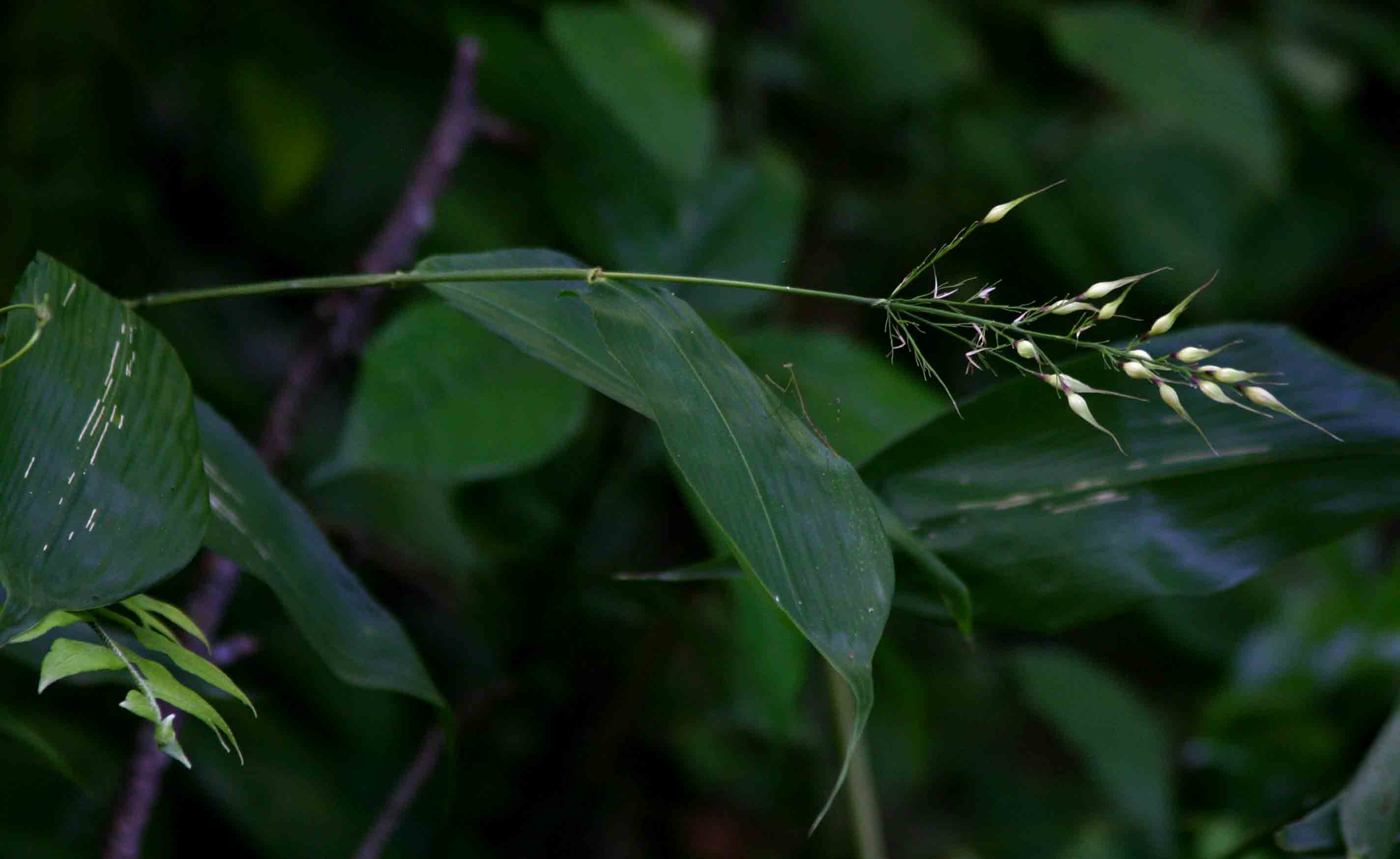 Olyra latifolia