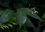 Olyra latifolia