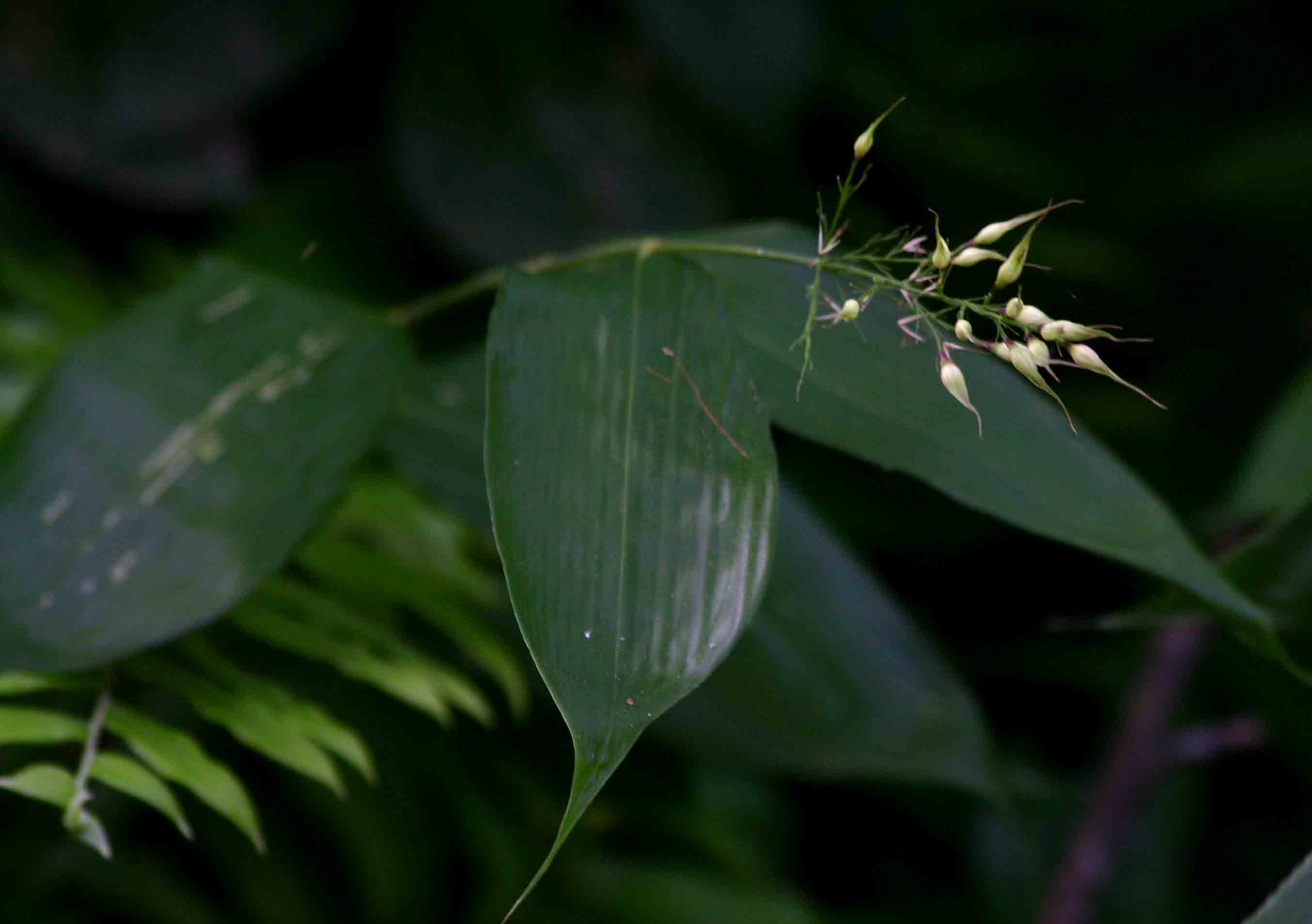 Olyra latifolia