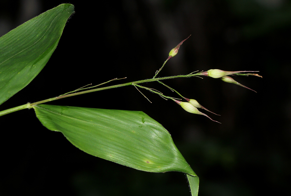 Olyra latifolia