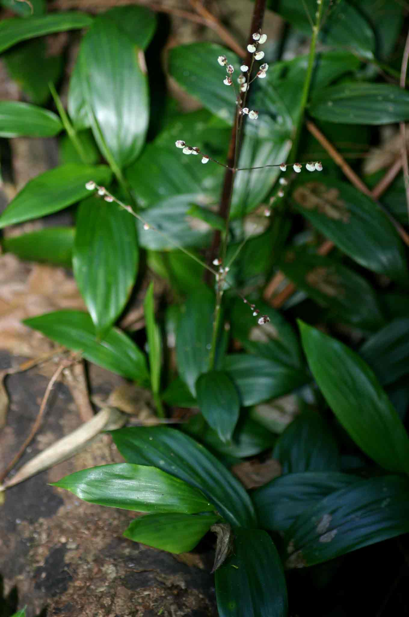 Leptaspis zeylanica