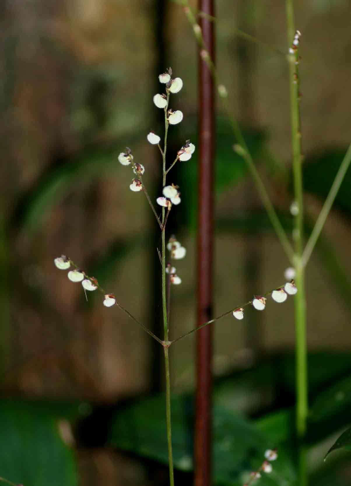 Leptaspis zeylanica