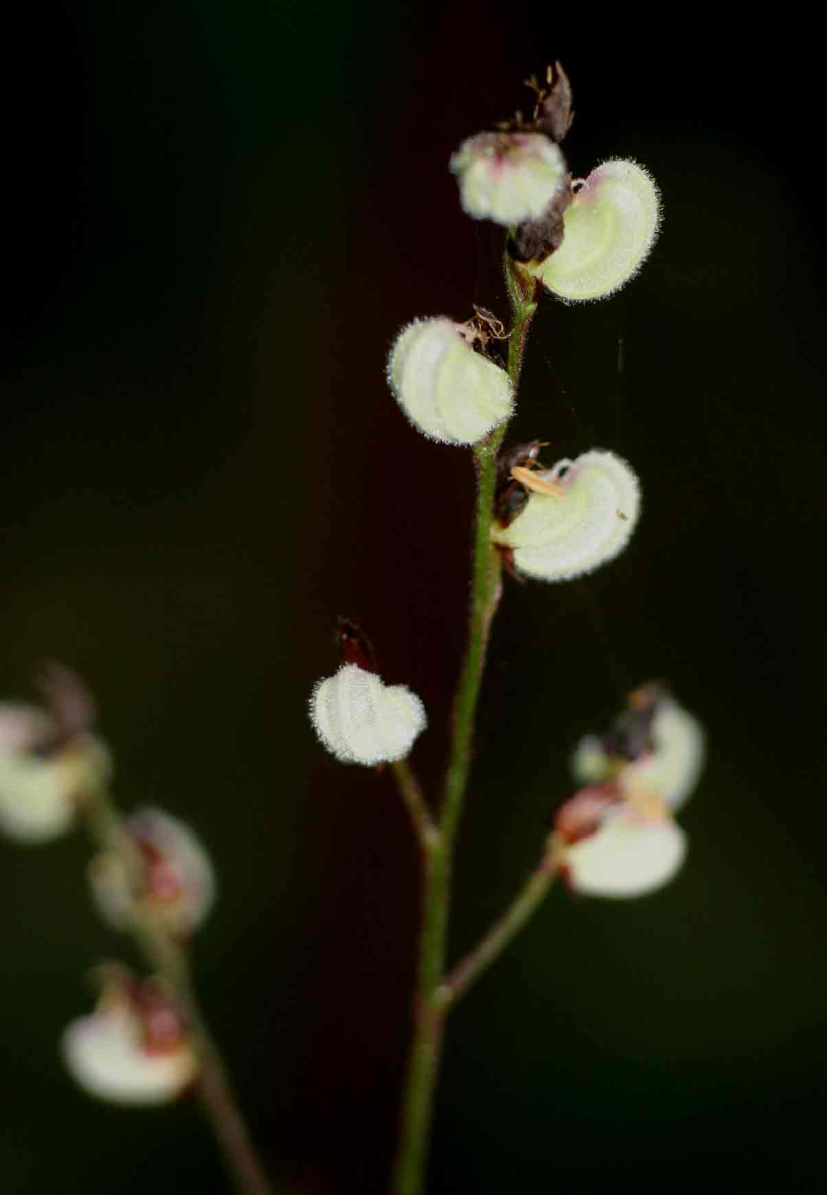 Leptaspis zeylanica