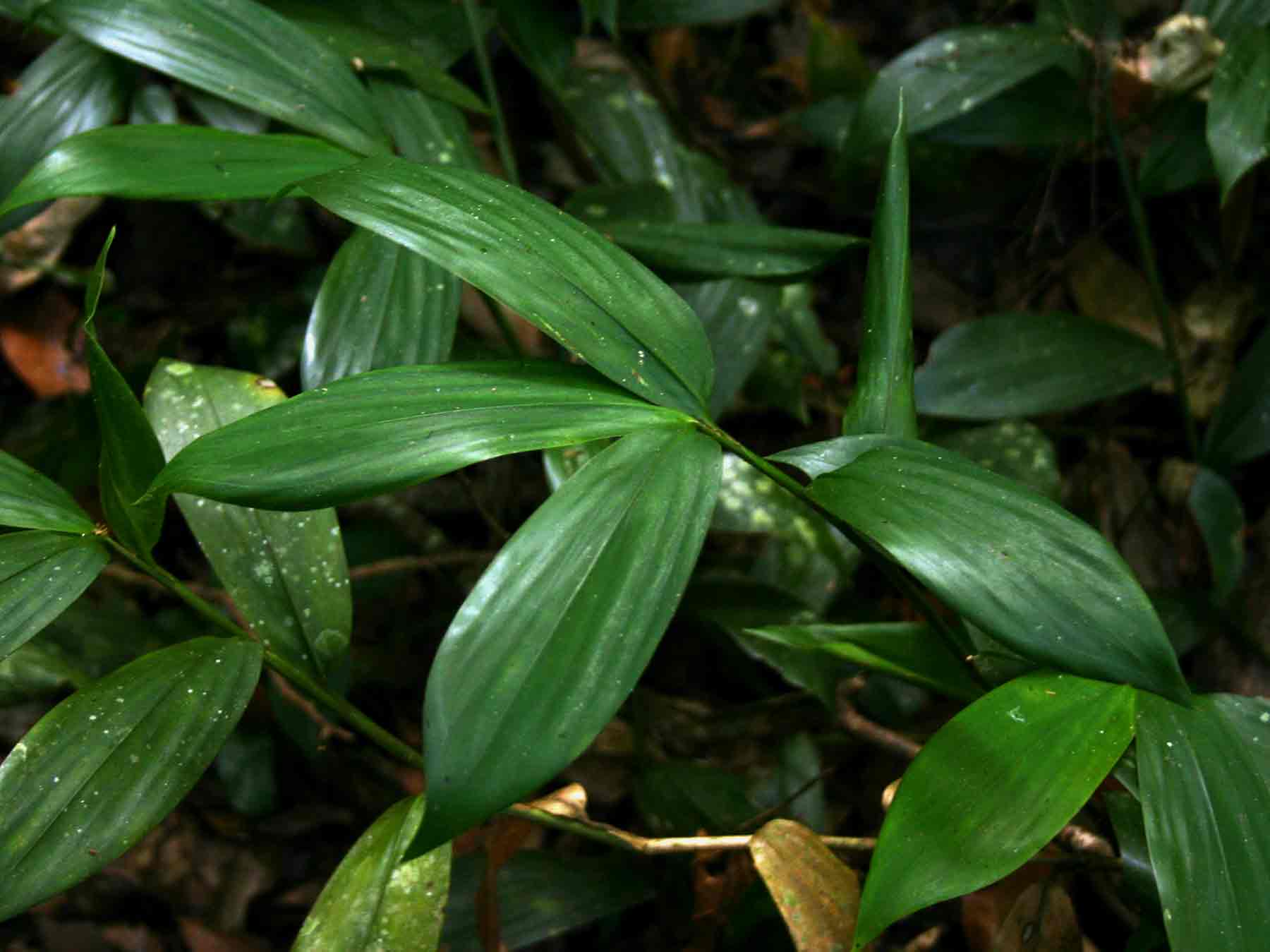 Leptaspis zeylanica
