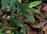 Leptaspis zeylanica