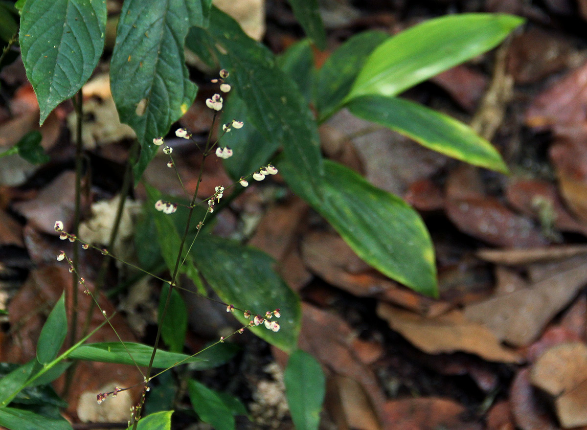 Leptaspis zeylanica