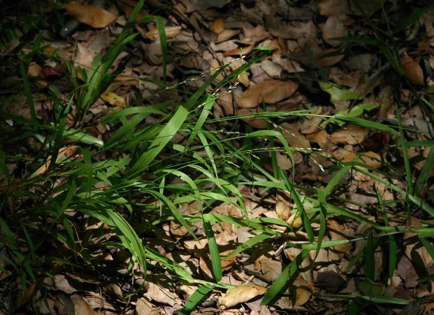 Ehrharta erecta