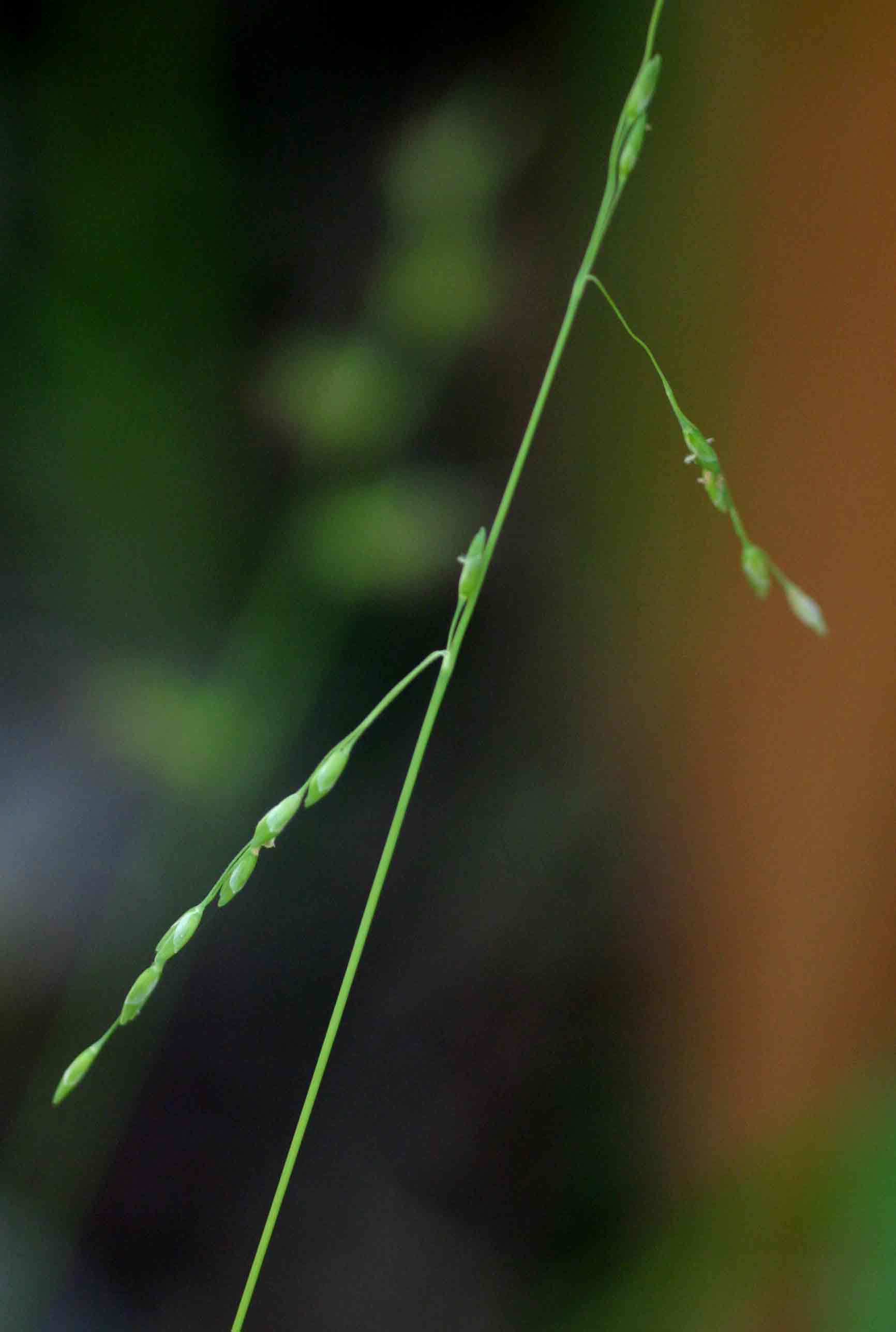 Ehrharta erecta