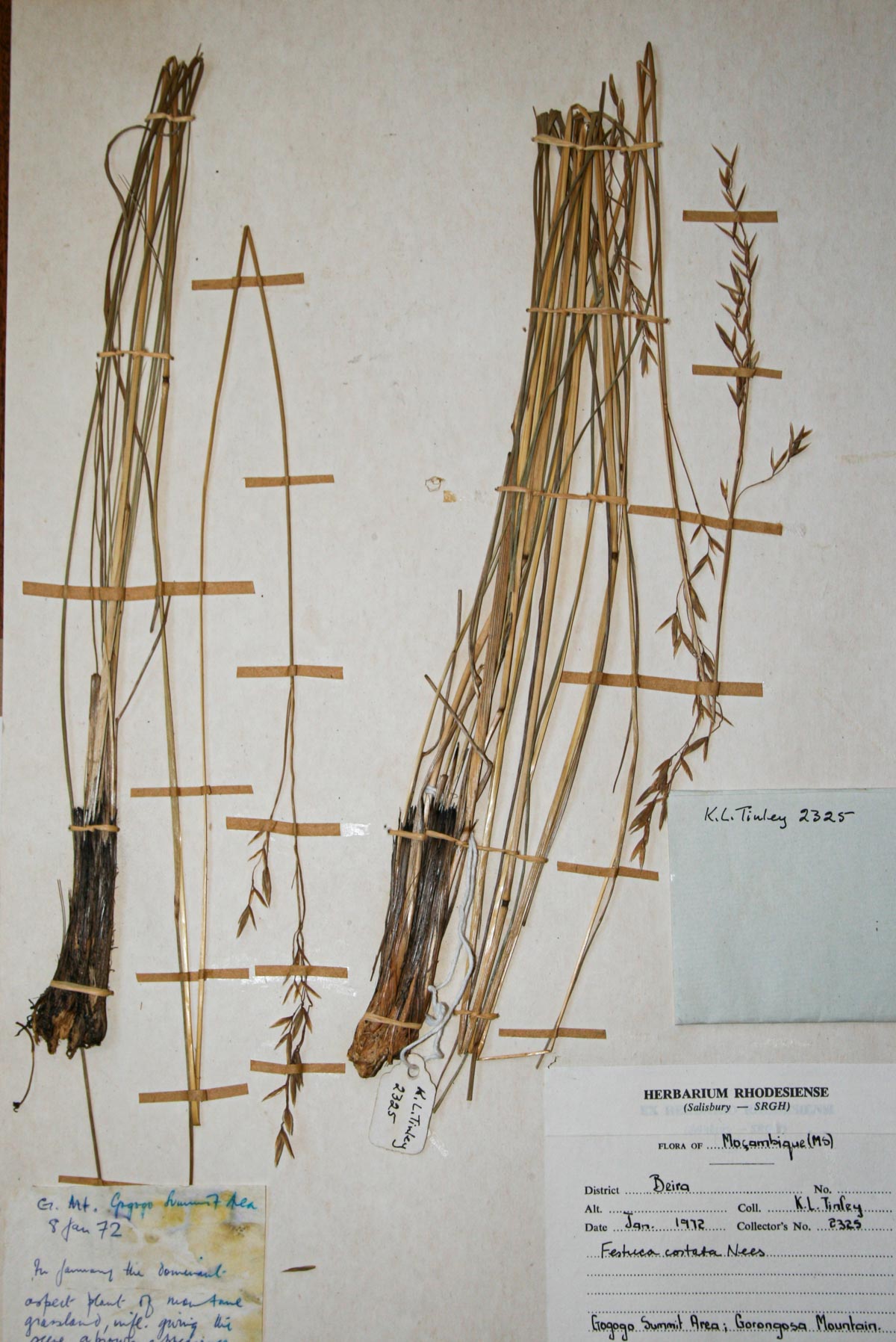 Festuca costata