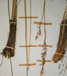 Festuca costata