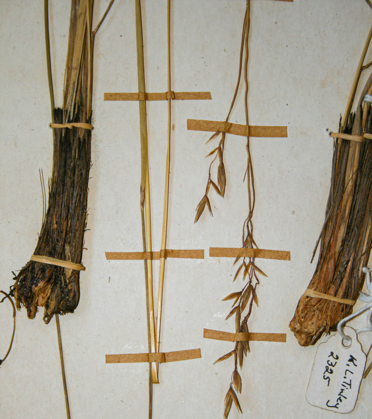 Festuca costata